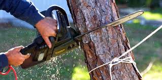 Best Emergency Tree Removal  in Old River Winfree, TX