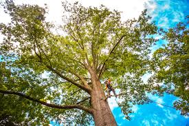 Best Tree and Shrub Care  in Old River Winfree, TX