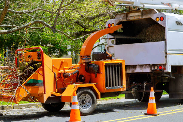 Best Hazardous Tree Removal  in Old River Winfree, TX