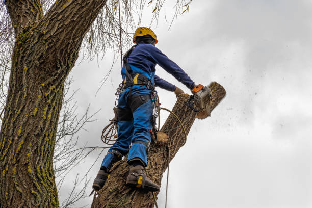 Best Commercial Tree Services  in Old River Winfree, TX