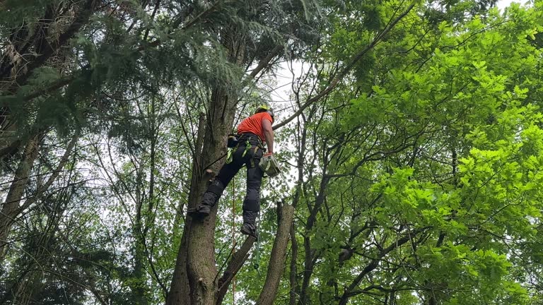 Best Arborist Consultation Services  in Old River Winfree, TX