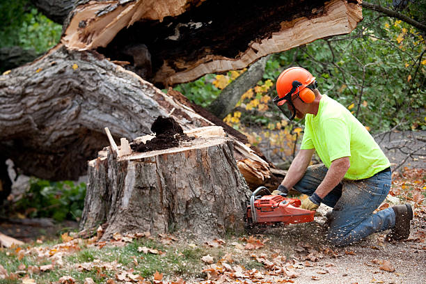 Best Tree Preservation Services  in Old River Winfree, TX