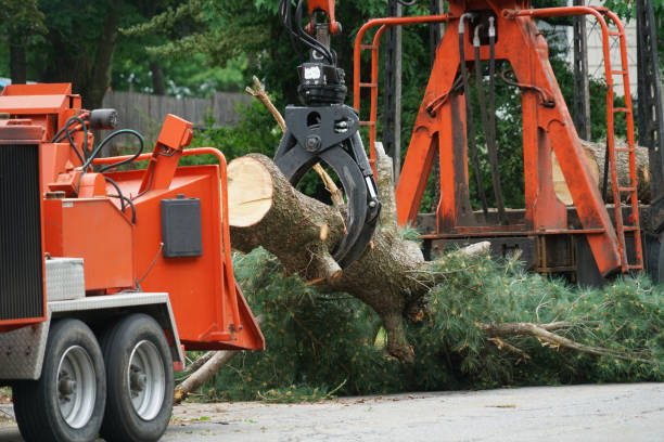 Best Hedge Trimming  in Old River Winfree, TX