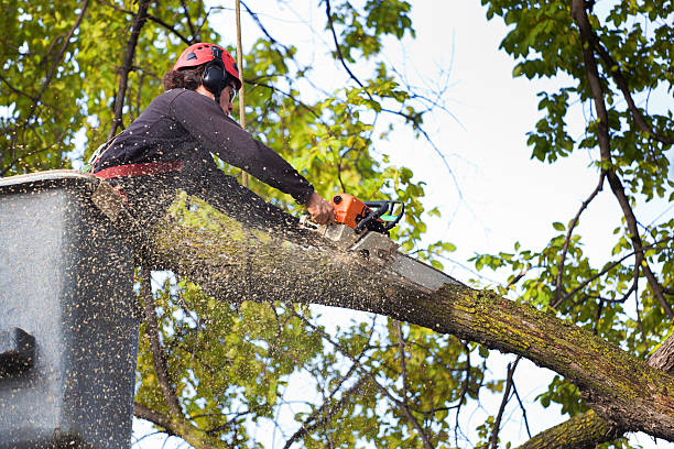 Best Tree Mulching Services  in Old River Winfree, TX