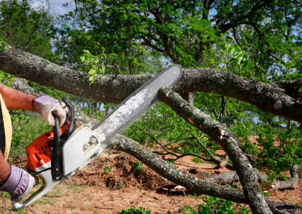 Best Tree Cabling and Bracing  in Old River Winfree, TX